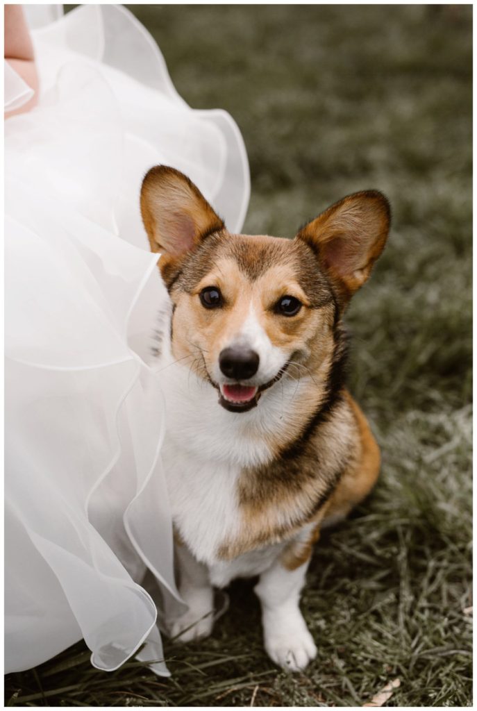 The couple's pet looking spiffy on the wedding day. 