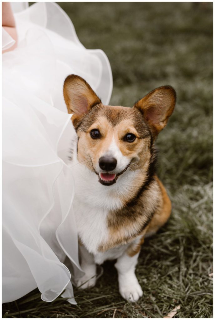 The couple's pet looking spiffy on the wedding day.